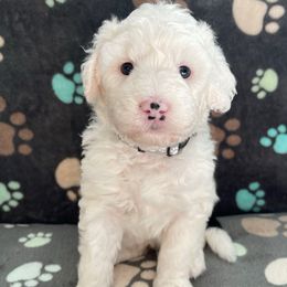Gray - Black and white female Sheepadoodle puppy in Archer, Florida from Gainesville Sheepadoodles