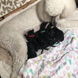 Poodle Puppies from Patricia Elliot