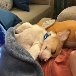 Pembroke Welsh Corgi Puppies from Ruidoso's Crowned Companions
