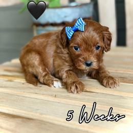 Fern - Red female Cavapoo puppy in Runaway Bay, Texas from Green Ranch Doodles