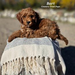 Goldendoodle and Poodle Puppies from Country Trail Pups