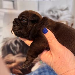 Girl 2 - Red and white female Bulldog puppy in Wolf Creek, Oregon from Dejah Bleu Bulldogs
