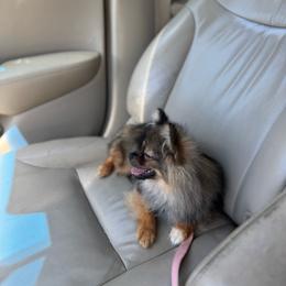 Truffle - Wolf sable female Pomeranian puppy in San Diego, California from PS pomeranians