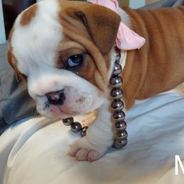 Bulldog Puppies from Flobama English Bulldogs