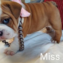Bulldog Puppies from Flobama English Bulldogs