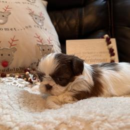 Shih Tzu Puppies from Wood Foo Breeders