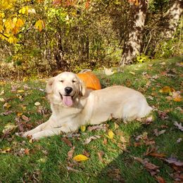Cupcake - Golden Retriever
