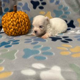 Blake - White male Maltese puppy in Asheville, North Carolina from TCBs Glowing Maltese
