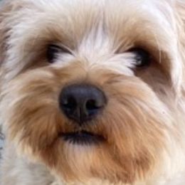 Scout - Goldendoodle