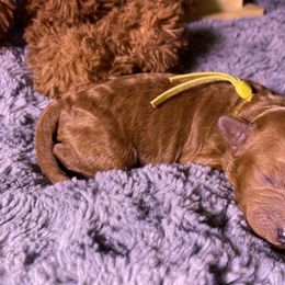 Goldendoodle Puppies from Simply Mini Goldendoodles