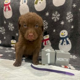 Purple Dot - Brown male Chesapeake Bay Retriever puppy in Wisconsin Dells, Wisconsin from Kilbourn Chesapeakes