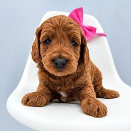 Ginger - Red  female Goldendoodle puppy in Creston, Ohio from Mini Doodles Dandy
