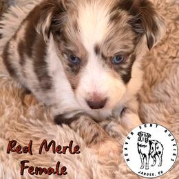 Thelma - Red merle female Toy Australian Shepherd puppy in Jaroso, Colorado from Heaven Sent Aussies