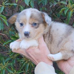 Isabella girl 1 - Fawn merle female American Corgi puppy in Hampton, Tennessee from TC Farms Stock Dogs - Miniature Australian Shepherds