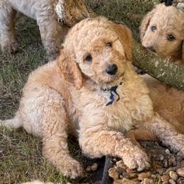 Blue Boy - Red  male Goldendoodle puppy in Cape Coral, Florida from GoldenDoodles Cape Coral