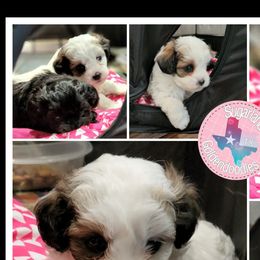 Cavapoos, Goldendoodles, Poodles, and Shihpoos from Sugarland's Texas Goldendoodles