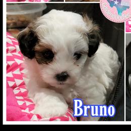 Cavapoos, Goldendoodles, Poodles, and Shihpoos from Sugarland's Texas Goldendoodles