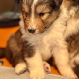Embry (meaning- courage, protector) - Black white and tan male Shetland Sheepdog puppy in Tulsa, Oklahoma from September Morning Shelties