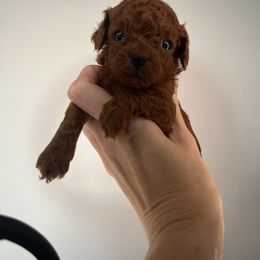 Anna - Red  female Poodle puppy in Marietta, Georgia from Toy Poodles by Iryna