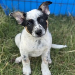Blue boy - Blue mottled male Australian Cattle Dog puppy in Corning, California from Diamond U Doodles & True Grit Stockdogs
