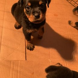 Rottweiler Puppies from Von Alley Rottweilers