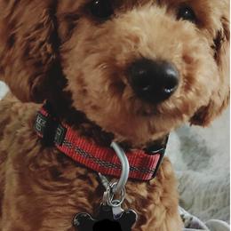Goldendoodles from Hoosier Mini Doodles