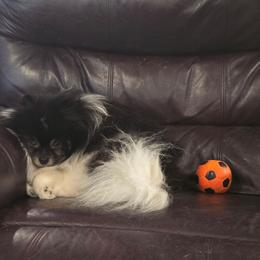 Chief - Black and tan parti male Pomeranian puppy in Smithville, Texas from Lafary Poms