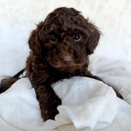 Beau - Chocolate male Goldendoodle puppy in Holly Springs, Georgia from Libby Lou’s Goldendoodles