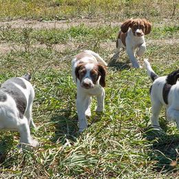 English Springer Spaniels from Burrdog Springers