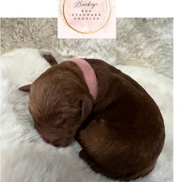 Light Pink - Female - Red  female Poodle puppy in Lima, Ohio from Buckeye Red Standard Poodles