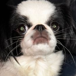 lace - Japanese Chin
