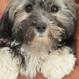 Zumi - Black and tan brindle female Havanese puppy in East Orlando, Florida from Havanese Puppies of Central FL
