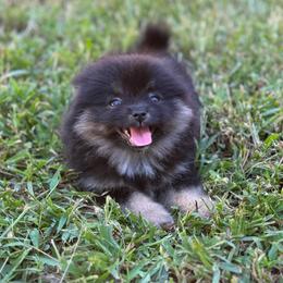 Peach - Black and tan female Pomeranian puppy in Kosciusko, Mississippi from Prancing Poms