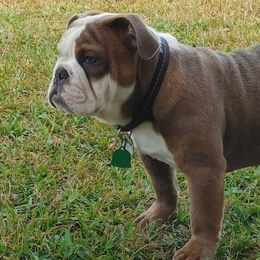 Bulldogs from J&B Quality Bulldogs