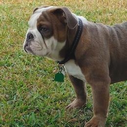 Bulldogs from J&B Quality Bulldogs