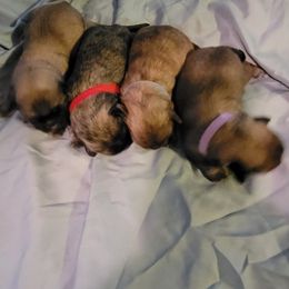 Shih Tzu Puppies from Lovin Shih Tzus