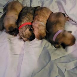 Shih Tzu Puppies from Lovin Shih Tzus