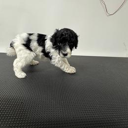 Mr. Wallen - Parti male Poodle puppy in Gainesville, Florida from Pet Inn Xxweetdoodles