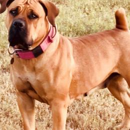 Athena - Boerboel