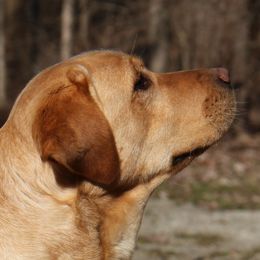 Cheeto - Labrador Retriever