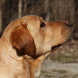 Cheeto - Labrador Retriever