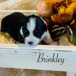 Brinkley - Black and tan female Pembroke Welsh Corgi puppy in Cashion, Oklahoma from Shabby Chic Corgis