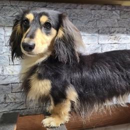 Scotty - Dachshund