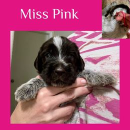 Female - Brown and gray female Wirehaired Pointing Griffon puppy in Tollhouse, California from Rocking S Griffons