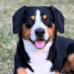 Geordi - Entlebucher Mountain Dog