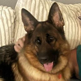 Mia - German Shepherd