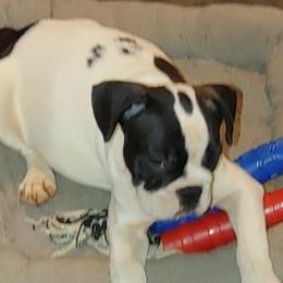 French Bulldogs from Pamela Throneberry-Perkins' French Bulldogs