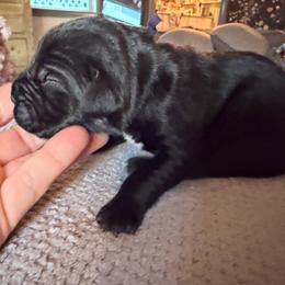 Purple collar female - Black female Cane Corso puppy in St. Augustine, Florida from RG2 Cane Corsos