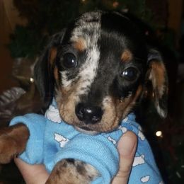 Dachshunds from Bourbon Creek Kennels