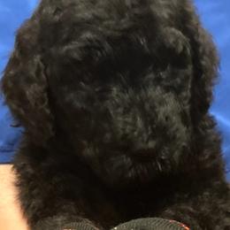Poodle Puppies from Semmy’s standard Poodle